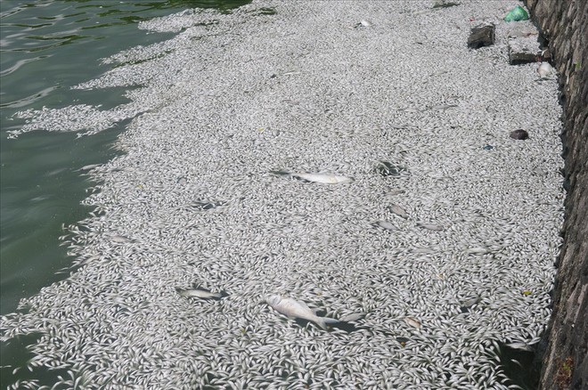 Sau 2 ngày trục vớt, hiện tượng cá chết ở hồ Tây vẫn chưa chấm dứt - Ảnh 5.