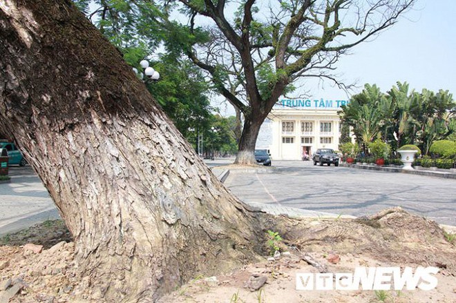Ảnh: Cận cảnh những cây muồng trăm tuổi bỗng dưng chết khô bên tượng đài Nữ tướng Lê Chân ở Hải Phòng - Ảnh 5.