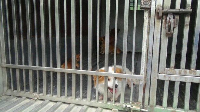 Quận trung tâm Sài Gòn ra quân bắt chó thả rông - Ảnh 2.