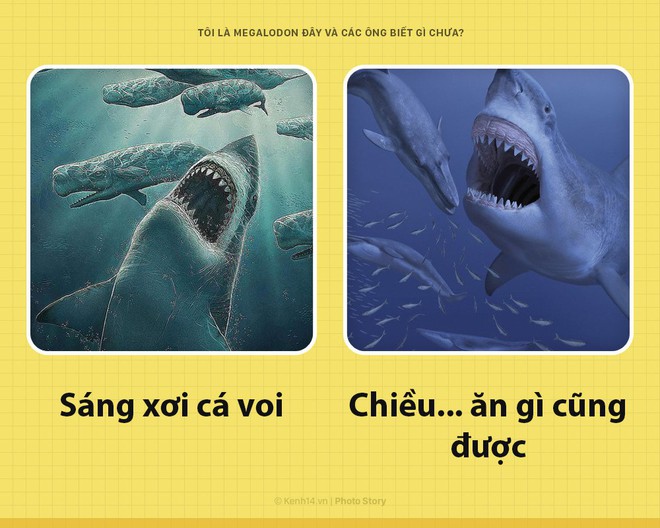 Xin chào! Tôi là Megalodon đây và không thước phim nào lột tả được hết sự khủng khiếp của tôi đâu - Ảnh 3.