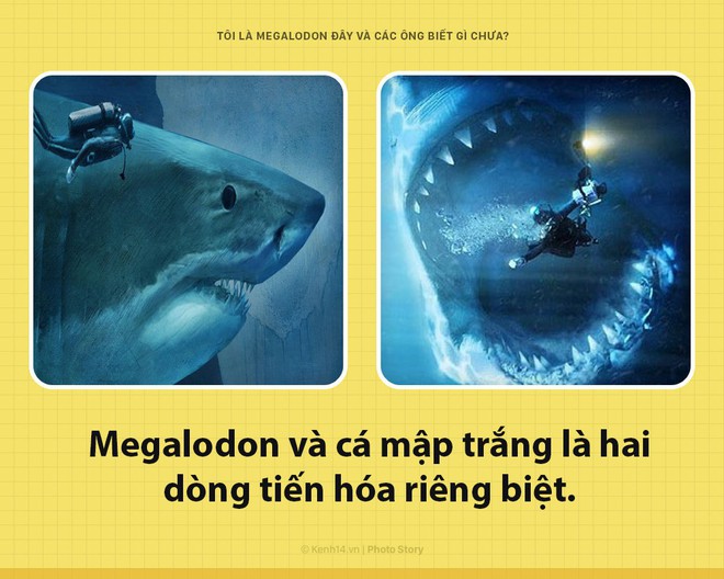 Xin chào! Tôi là Megalodon đây và không thước phim nào lột tả được hết sự khủng khiếp của tôi đâu - Ảnh 6.