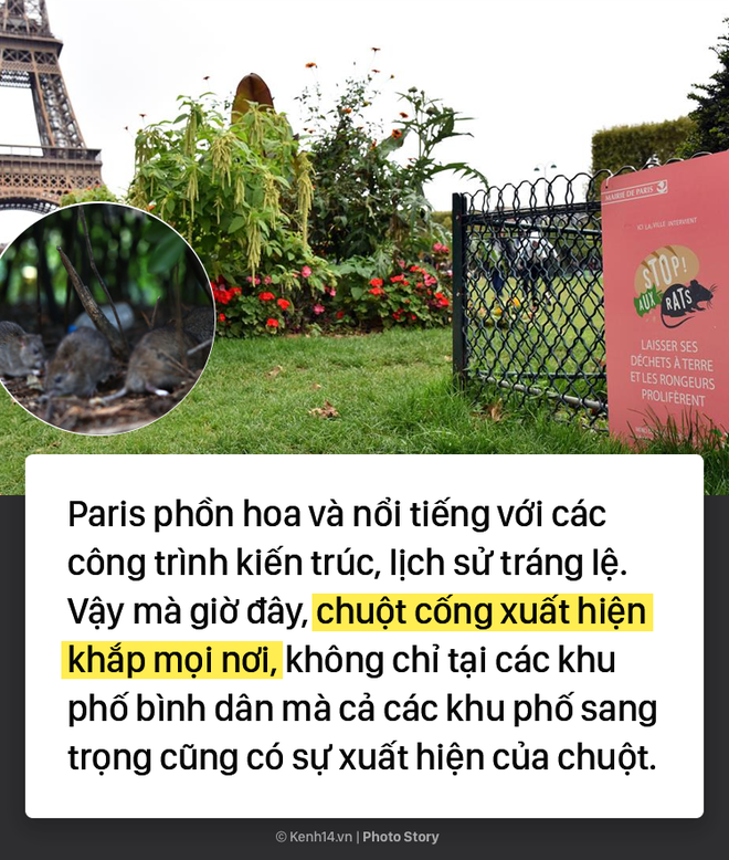 Kinh hoàng cơn bão chuột cống kéo đến khắp kinh đô ánh sáng Paris - Ảnh 1.