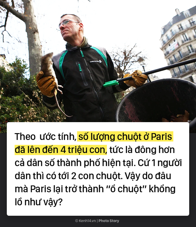 Kinh hoàng cơn bão chuột cống kéo đến khắp kinh đô ánh sáng Paris - Ảnh 2.