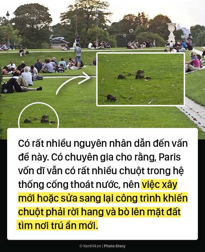 Kinh hoàng cơn bão chuột cống kéo đến khắp kinh đô ánh sáng Paris - Ảnh 3.