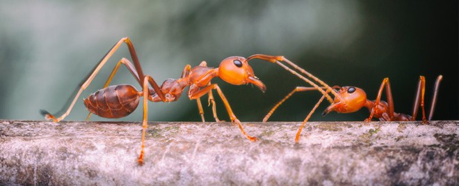 Nếu có ai bảo bạn lười, hãy kể cho họ nghe câu chuyện của loài kiến lửa - Ảnh 1.