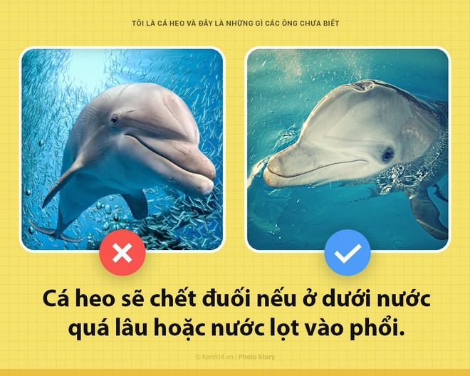 Xin chào! Là cá heo đây và các ông đừng bao giờ nghĩ mình đã hiểu hết về tôi - Ảnh 4.