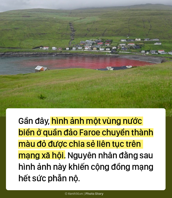 Kỳ dị: Nước biển hóa màu đỏ do máu cá voi tại vùng đảo Faroe - Ảnh 1.