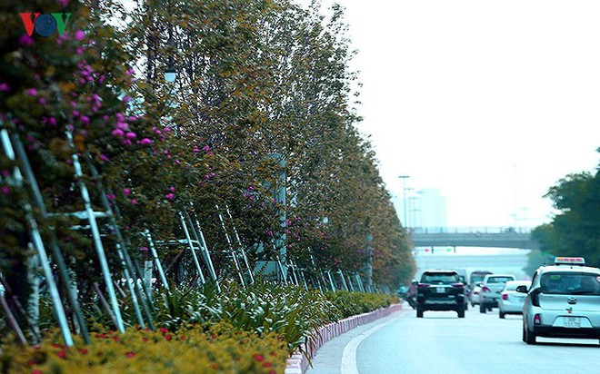 Những hàng cây Phong trên đường phố Hà Nội ngả màu khi Thu sang - Ảnh 2.