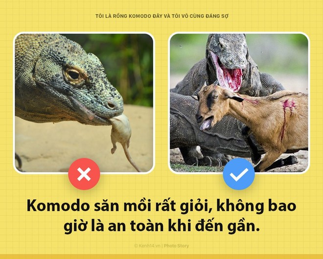 Xin chào! Tôi là rồng Komodo đây, và tôi là một con quái vật đáng sợ hơn các ông tưởng rất nhiều đấy - Ảnh 1.