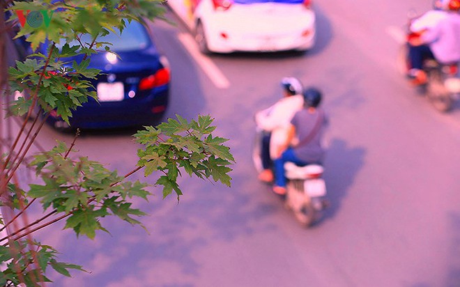 Những hàng cây Phong trên đường phố Hà Nội ngả màu khi Thu sang - Ảnh 12.