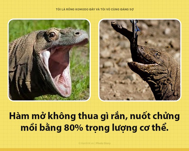 Xin chào! Tôi là rồng Komodo đây, và tôi là một con quái vật đáng sợ hơn các ông tưởng rất nhiều đấy - Ảnh 4.