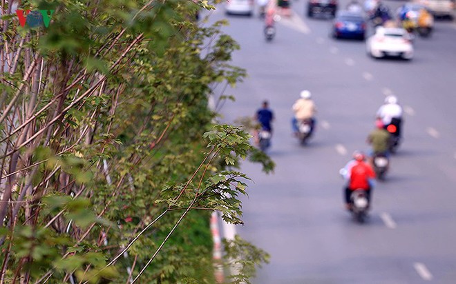 Những hàng cây Phong trên đường phố Hà Nội ngả màu khi Thu sang - Ảnh 7.