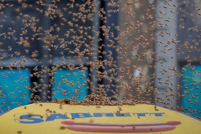 Ảnh: 40.000 con ong bất ngờ tấn công Quảng trường Thời đại (Mỹ) - Ảnh 2.