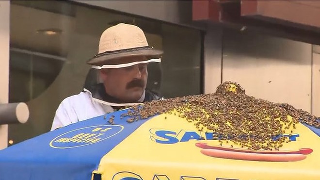 Ảnh: 40.000 con ong bất ngờ tấn công Quảng trường Thời đại (Mỹ) - Ảnh 4.