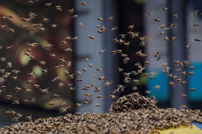 Ảnh: 40.000 con ong bất ngờ tấn công Quảng trường Thời đại (Mỹ) - Ảnh 6.