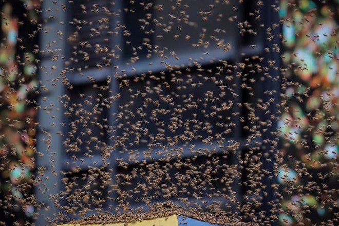 Ảnh: 40.000 con ong bất ngờ tấn công Quảng trường Thời đại (Mỹ) - Ảnh 7.