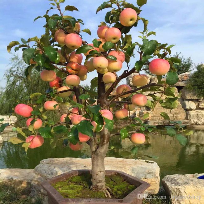 Tự trồng táo Tây siêu lùn, cây sai trĩu quả khiến bạn thu hoạch mỏi tay - Ảnh 1.