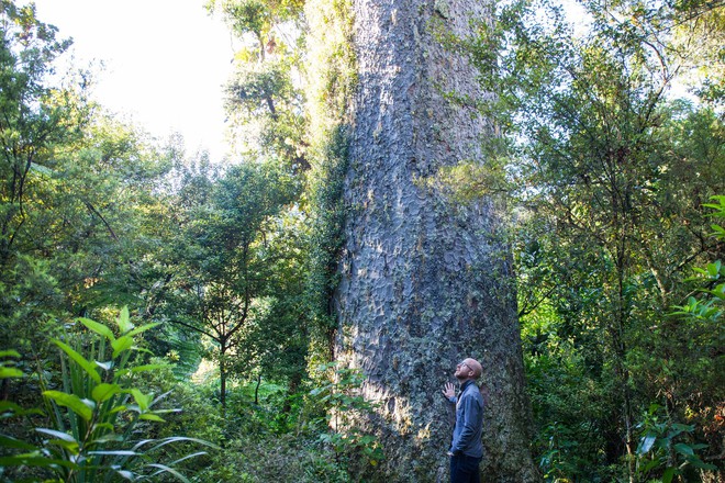 Người New Zealand có một phong tục cực hay và ý nghĩa để bảo vệ thiên nhiên - Ảnh 1.