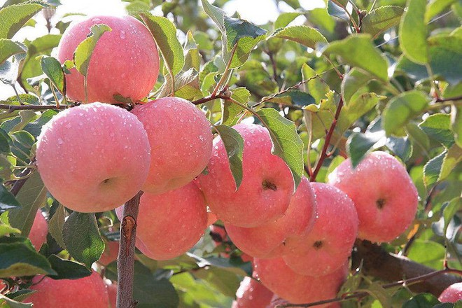Tự trồng táo Tây siêu lùn, cây sai trĩu quả khiến bạn thu hoạch mỏi tay - Ảnh 6.