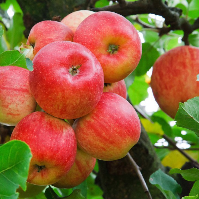 Tự trồng táo Tây siêu lùn, cây sai trĩu quả khiến bạn thu hoạch mỏi tay - Ảnh 8.