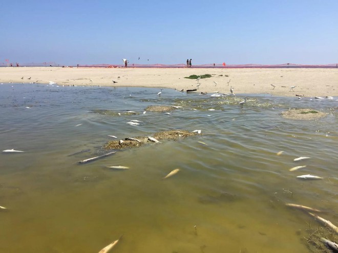 Nắng nóng cực đoan gần như “luộc chín” hơn 2.000 con cá ở California - Ảnh 1.