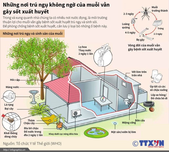 Những nơi trú ngụ không ngờ của muỗi vằn gây sốt xuất huyết  - Ảnh 1.