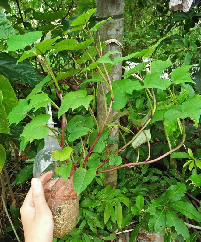 Đam mê bonsai nhưng kinh tế eo hẹp, cô nàng trồng củ khoai lang và đem lại kết quả bất ngờ - Ảnh 6.