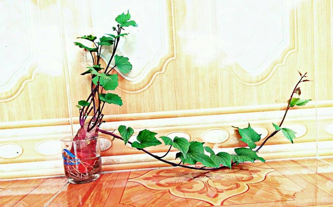 Đam mê bonsai nhưng kinh tế eo hẹp, cô nàng trồng củ khoai lang và đem lại kết quả bất ngờ - Ảnh 5.