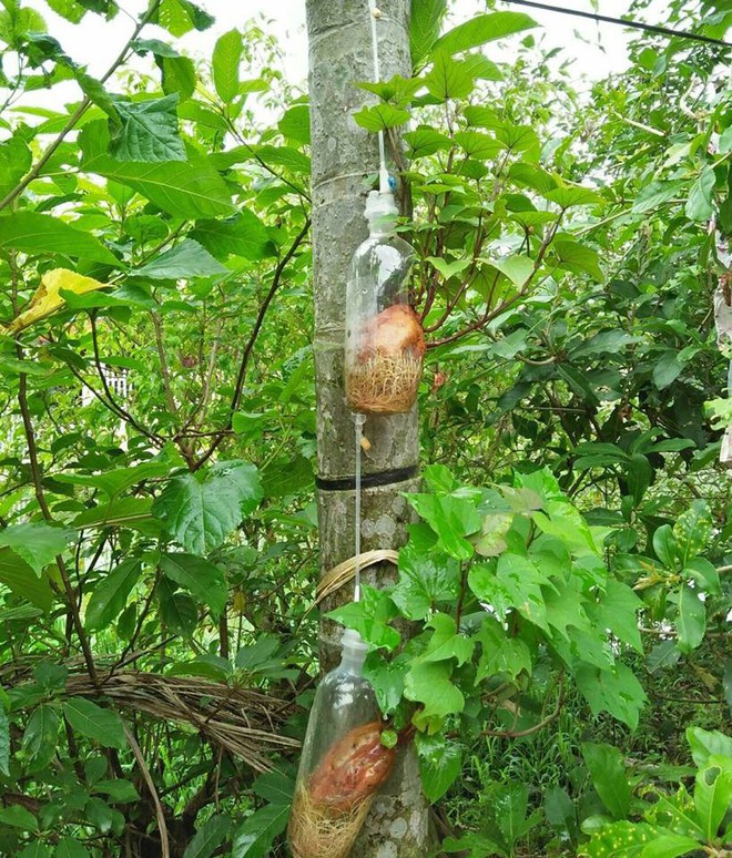 Đam mê bonsai nhưng kinh tế eo hẹp, cô nàng trồng củ khoai lang và đem lại kết quả bất ngờ - Ảnh 7.