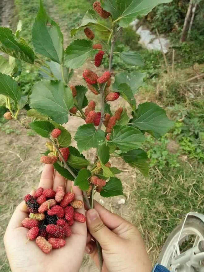 Có người khoe cả đĩa dái mít để nhem nhem dân mạng, hội 8X nhớ quay quắt những món ăn vặt tuổi thơ - Ảnh 3.