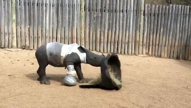 Khoảng khắc thương tâm của bé tê giác không rời xác mẹ nửa bước sau khi bị thợ săn tấn công - Ảnh 1.