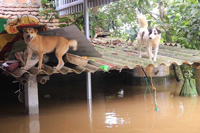 Tình người trong cơn lũ dữ ở Thanh Hóa - Ảnh 4.