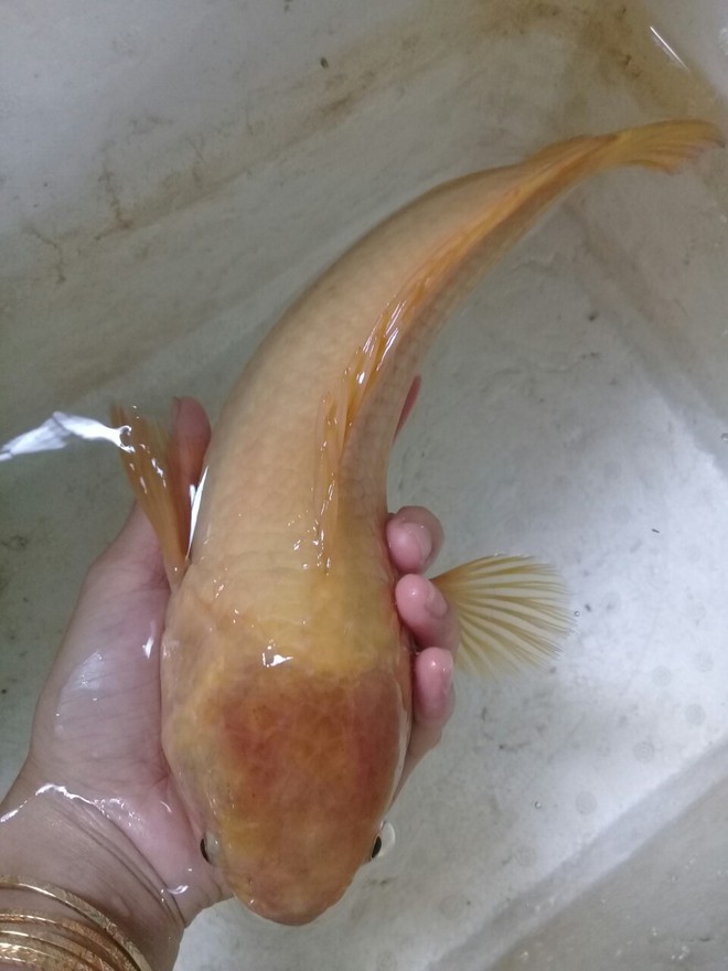 Ngư dân Tiền Giang bắt được cá rô vàng hiếm thấy - Ảnh 1.