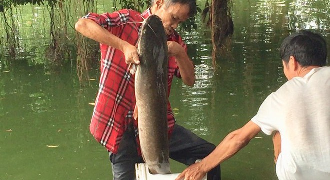 Cần thủ câu được cá trê khủng khoảng 10kg ở Hồ Gươm - Ảnh 2.