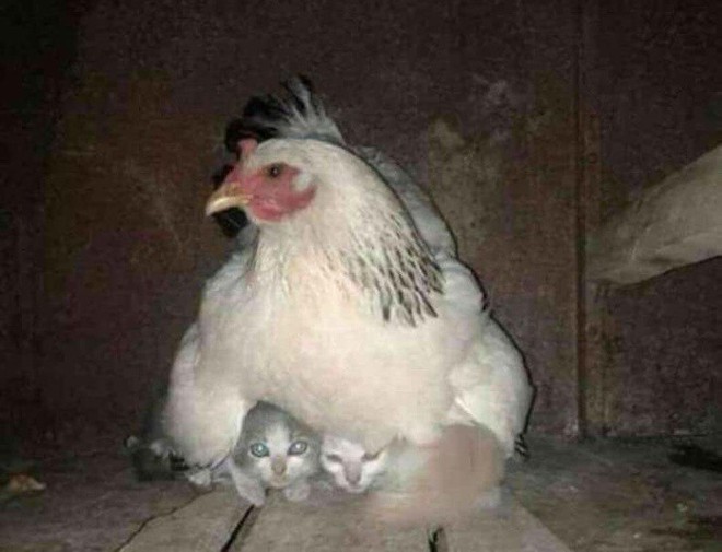Khi mẹ gà bị cuồng ấp: Không ngừng làm ấm các con vật khác bằng bộ lông mềm mại của mình - Ảnh 4.