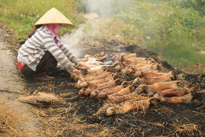 Đừng nghĩ bị chó cắn mới mắc bệnh dại, ăn thịt mèo không đúng cũng nhiễm dại như thường - Ảnh 2.