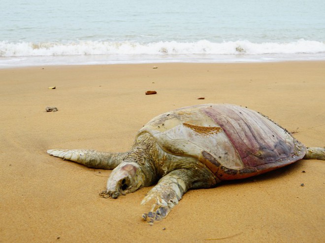 Khoa học Mỹ phát báo động khẩn: Hơn 60% loài rùa trên hành tinh sắp bị tuyệt chủng - Ảnh 1.