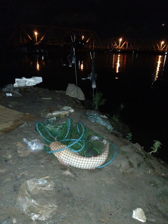 Bắt được cá trê bạch tạng quý hiếm, cân nặng khủng ở sông Sài Gòn - Ảnh 2.