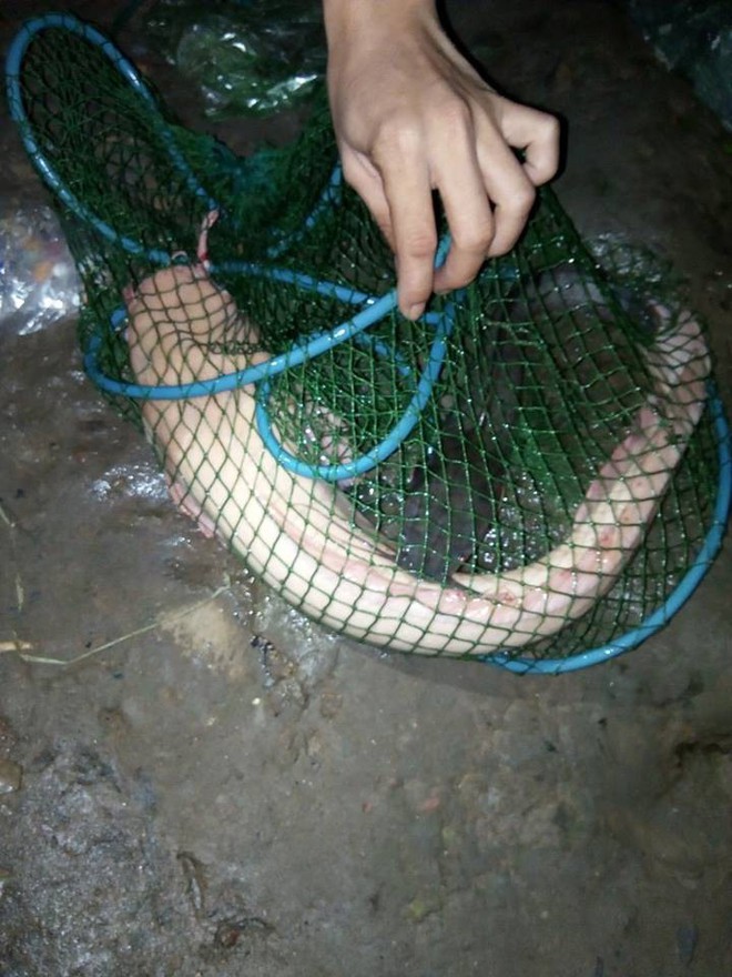 Bắt được cá trê bạch tạng quý hiếm, cân nặng khủng ở sông Sài Gòn - Ảnh 3.