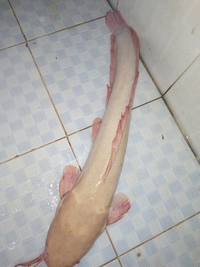 Bắt được cá trê bạch tạng quý hiếm, cân nặng khủng ở sông Sài Gòn - Ảnh 4.