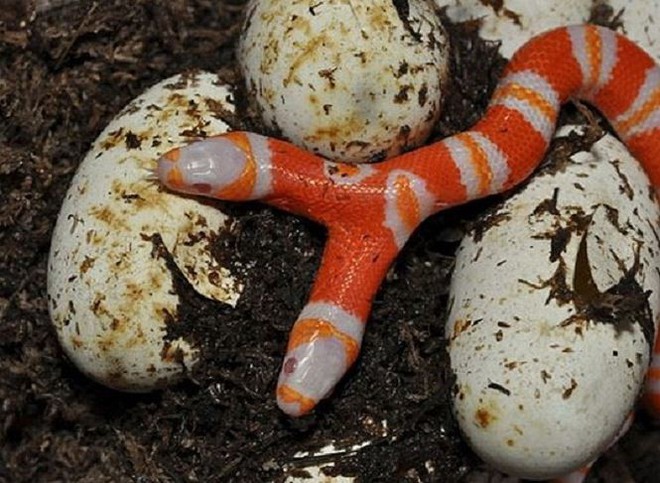 Strange, extremely rare two-headed albino snake - Photo 1.