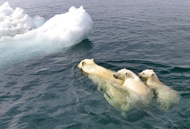 Mỗi năm lại có hàng chục nghìn con hải mã mắc kẹt trên bãi biển Alaska - lý do là gì? - Ảnh 4.