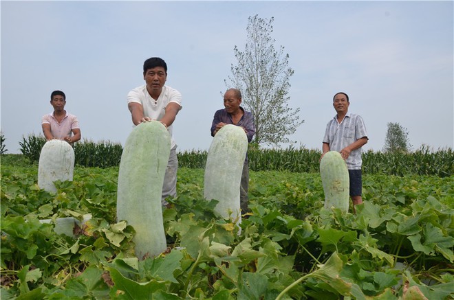 24h qua ảnh: Nông dân Trung Quốc thu hoạch bí khổng lồ - Ảnh 2.