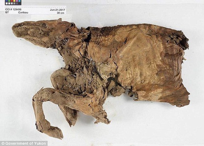 Khai quật xác ướp 2 sinh vật thời tiền sử 50.000 năm tuổi - Ảnh 3.