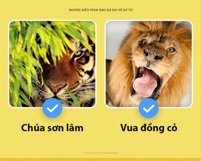 Chào! Tôi là sư tử và phim ảnh của loài người các ông làm sai hết cả rồi - Ảnh 4.