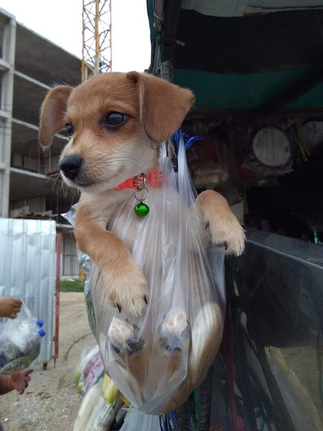 Chó ngơ ngác: Bức ảnh của chú chó ngơ ngác khi nhìn thấy món đồ chơi mới sẽ khiến bạn ngạc nhiên và tán thưởng sự thông minh của chúng!