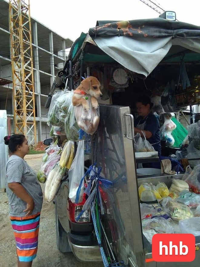 Gương mặt ngơ ngác và tình trạng kỳ lạ của chú chó nhỏ khiến dân mạng chẳng nhịn nổi cười - Ảnh 2.