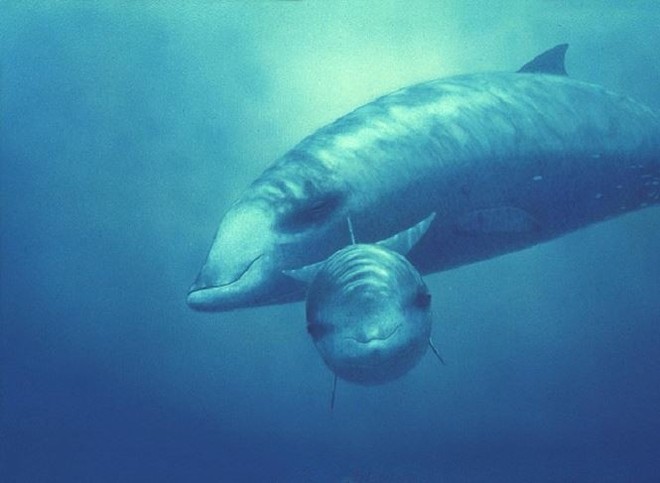 Những loài động vật có vú lặn sâu nhất thế giới - Ảnh 1.