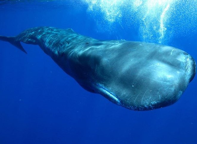 Những loài động vật có vú lặn sâu nhất thế giới - Ảnh 2.