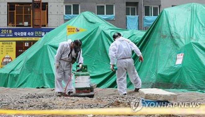 Phát hiện ổ kiến sát nhân có thể gây chết người ở Hàn Quốc - Ảnh 2.